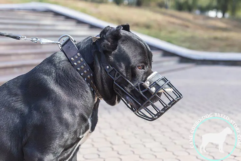 Safety Measures: Locks and Muzzles for Responsible Ownership
