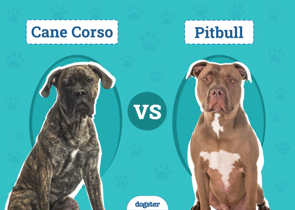 Comparison between Cane Corso and Pitbull breeds in appearance and temperament