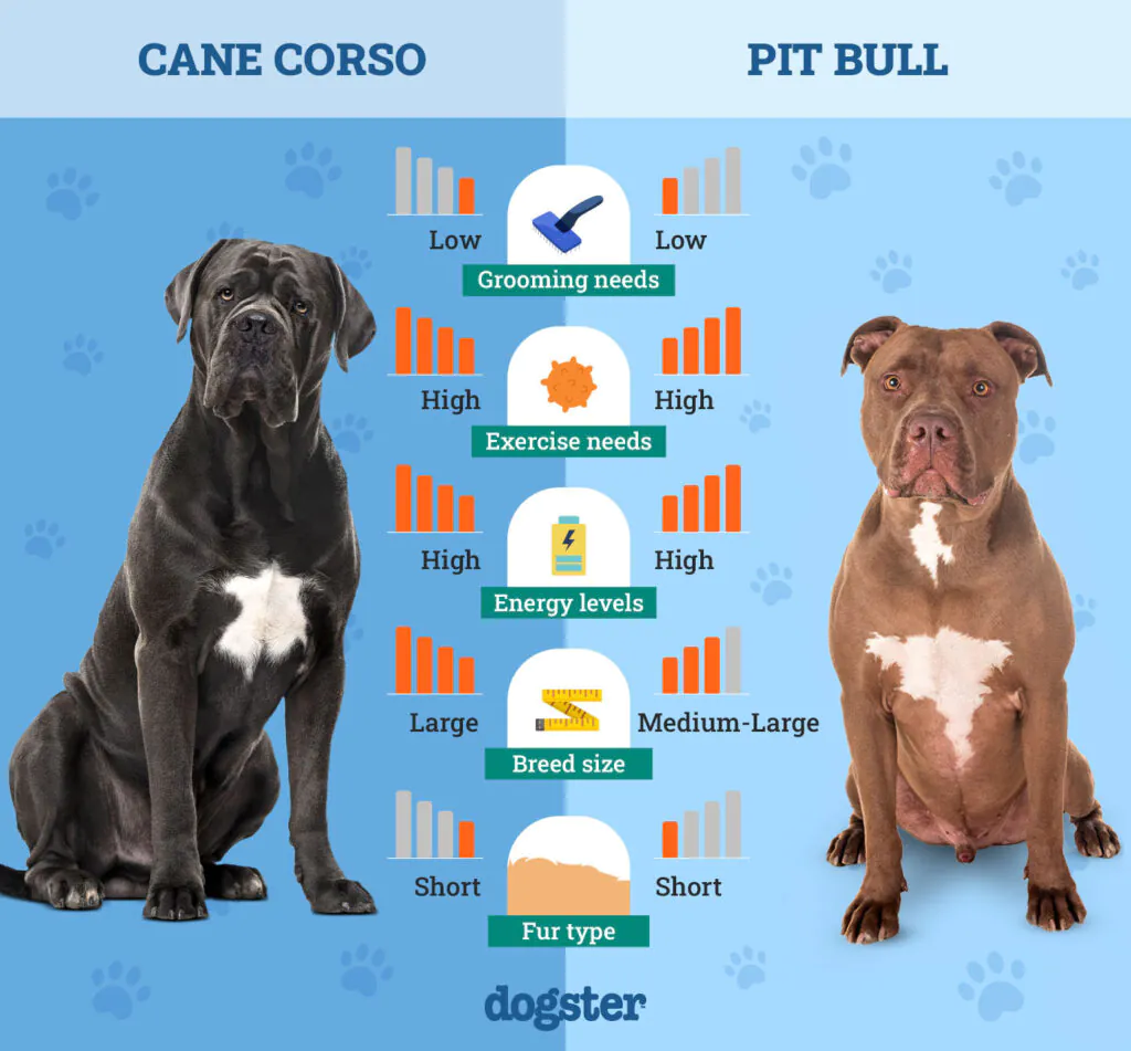 Cane Corso and Pitbull dogs side by side showing size differences