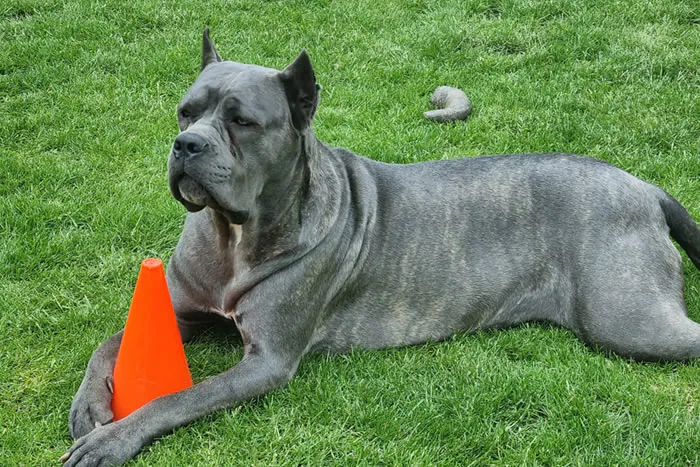 Happy Cane Corso puppy looking up at owner during training