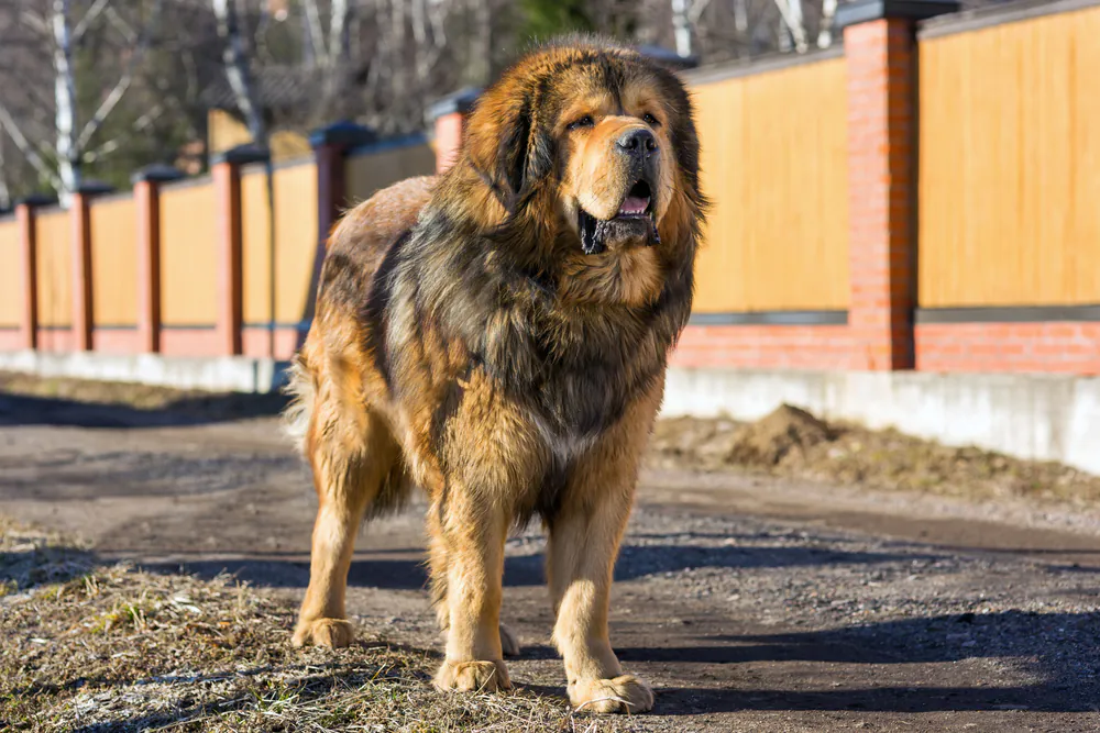 Tibetan Mastiff showing power next to Cane Corso breed
