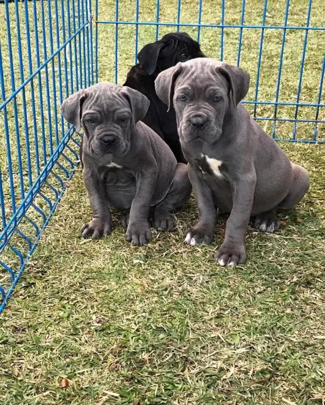 Adorable black Cane Corso puppy sitting on grass.