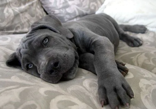 Purebred Cane Corso puppy with strong black coat.