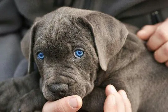 Playful black Cane Corso puppy running towards the camera.