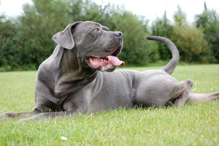 Adorable Italian Mastiff puppies playing on green grass