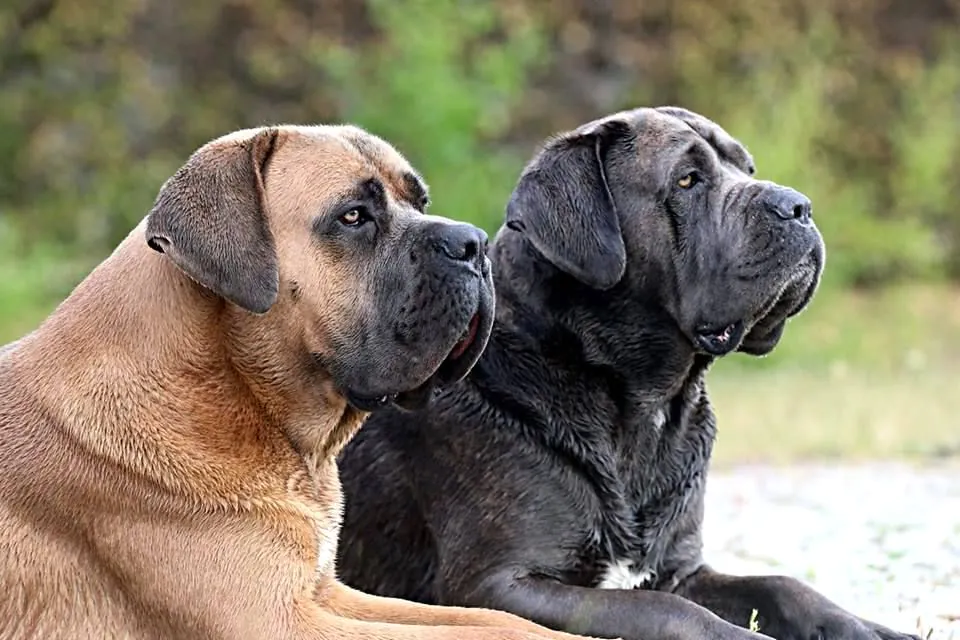 How much are purebred Cane Corso puppies? Cute example photo.