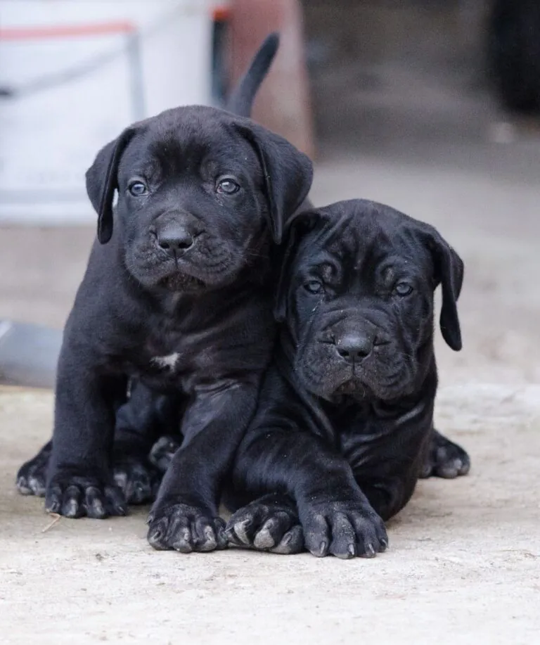 Majestic young Cane Corso with muscular build – Cane Corso Family