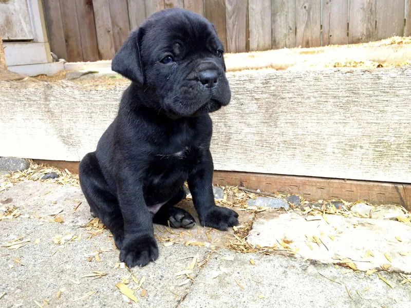 Cane Corso puppy sitting beside a small wooden fence.