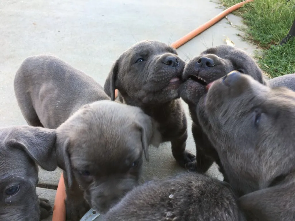 Purebred Cane Corso puppy available near me.
