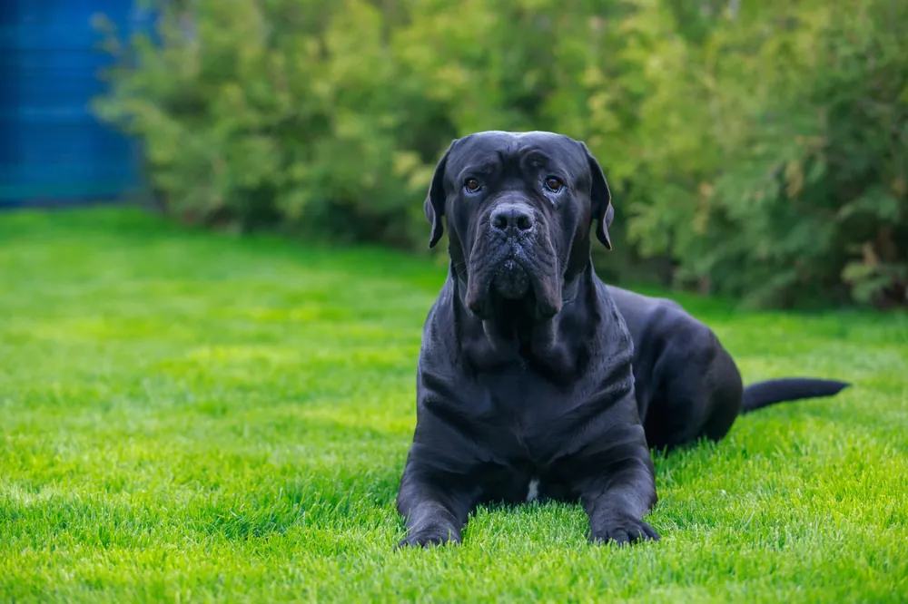 Blue Cane Corso guarding a fenced property
