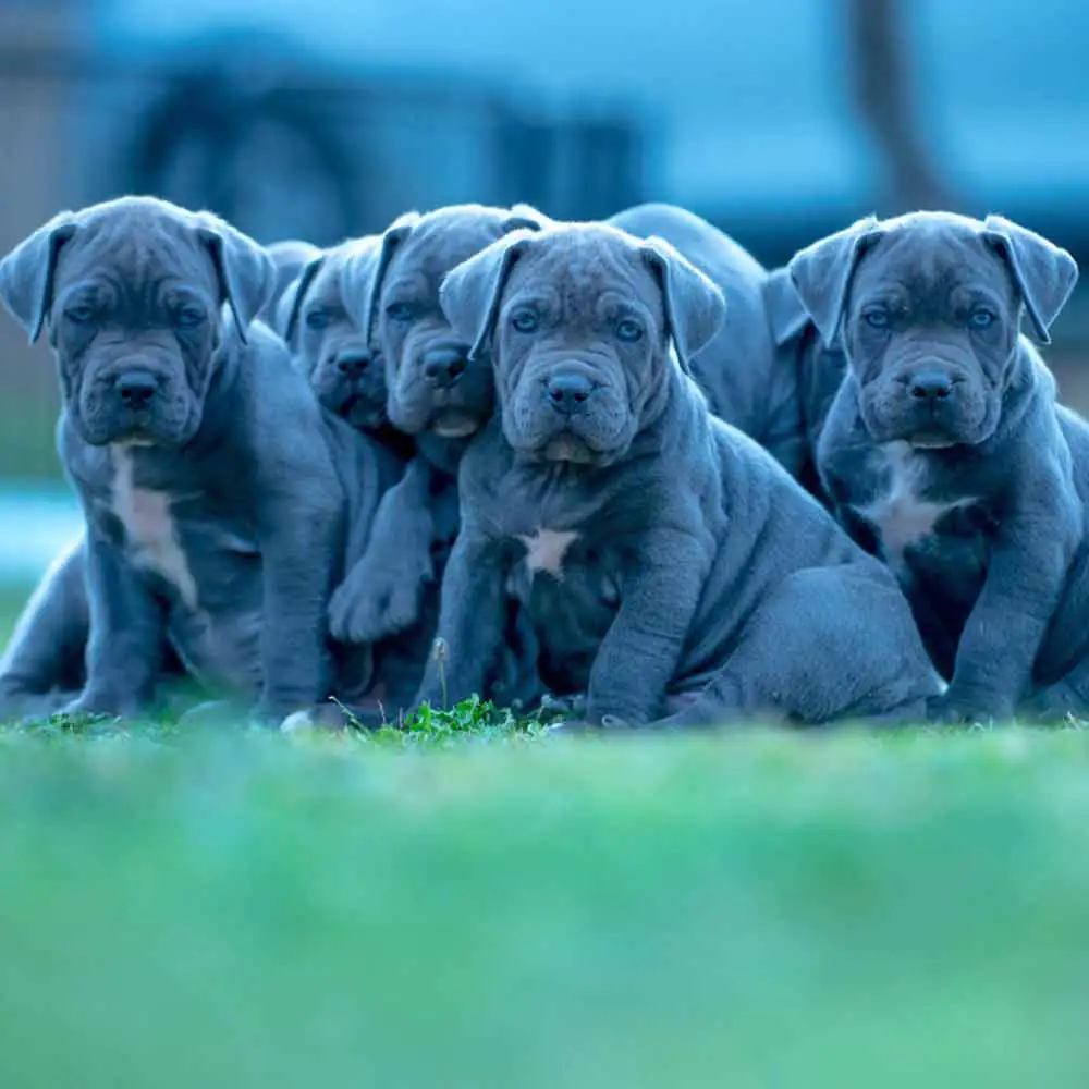 Blue Cane Corso standing alert in the backyard