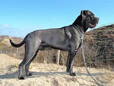 Reputable Cane Corso breeders showing a litter of puppies