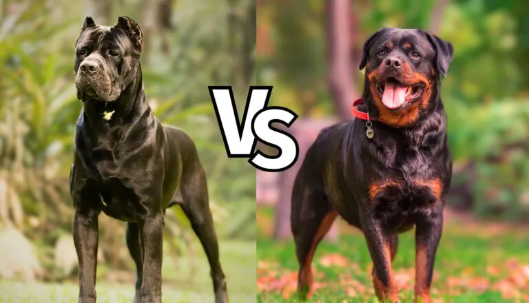 Cane Corso vs Rottweiler: Which Breed is Right for You? | Cane Corso Family