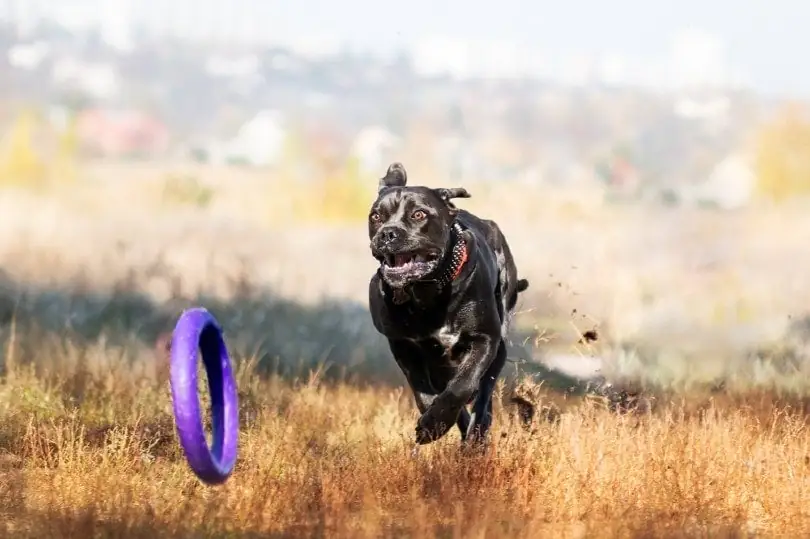 Trainer teaching a young Cane Corso to sit using treats