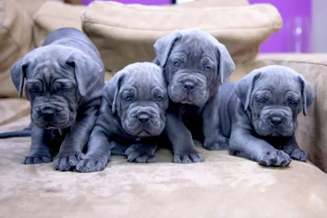 Blue Cane Corso wearing a harness on a walk
