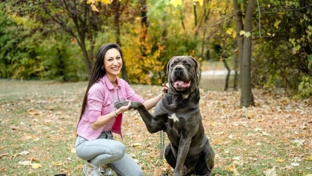 Cane Corso dog sitting obediently, showcasing loyalty and strength