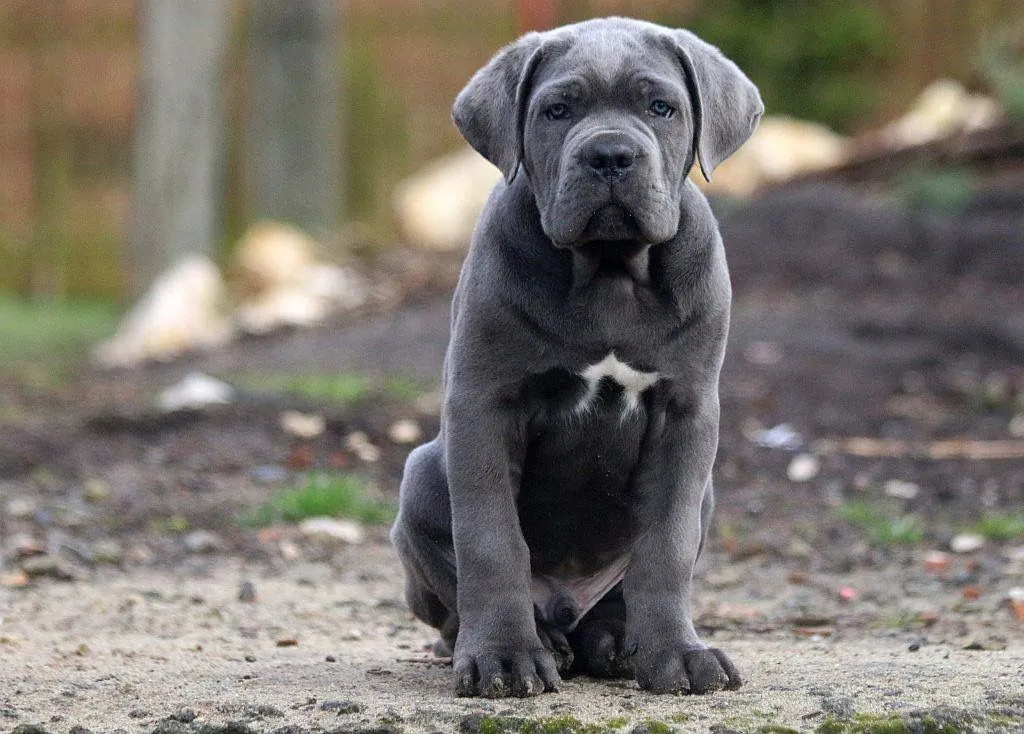 Cane Corso puppy jumping over a small obstacle during training.
