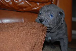 Pair of Cane Corso puppies cuddling together.
