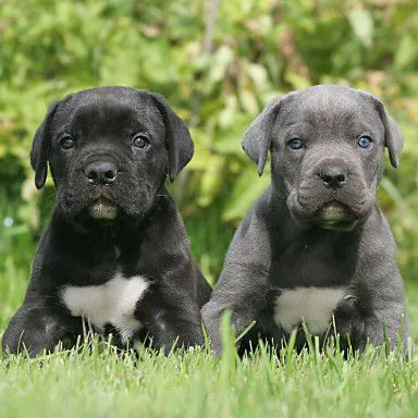 Group of Cane Corso puppies eating together from a bowl – Cane Corso Family