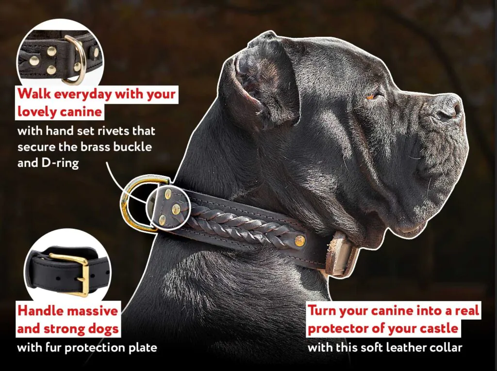 Durable Collars Designed for Strong Cane Corsos