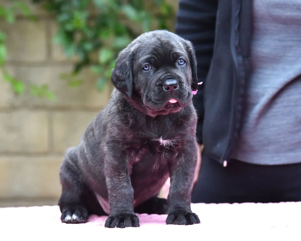 Adorable Cane Corso puppies for sale from trusted family breeders