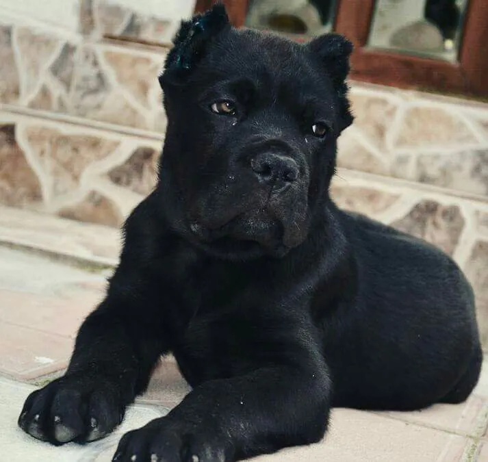 Cane Corso puppy sitting obediently during training.