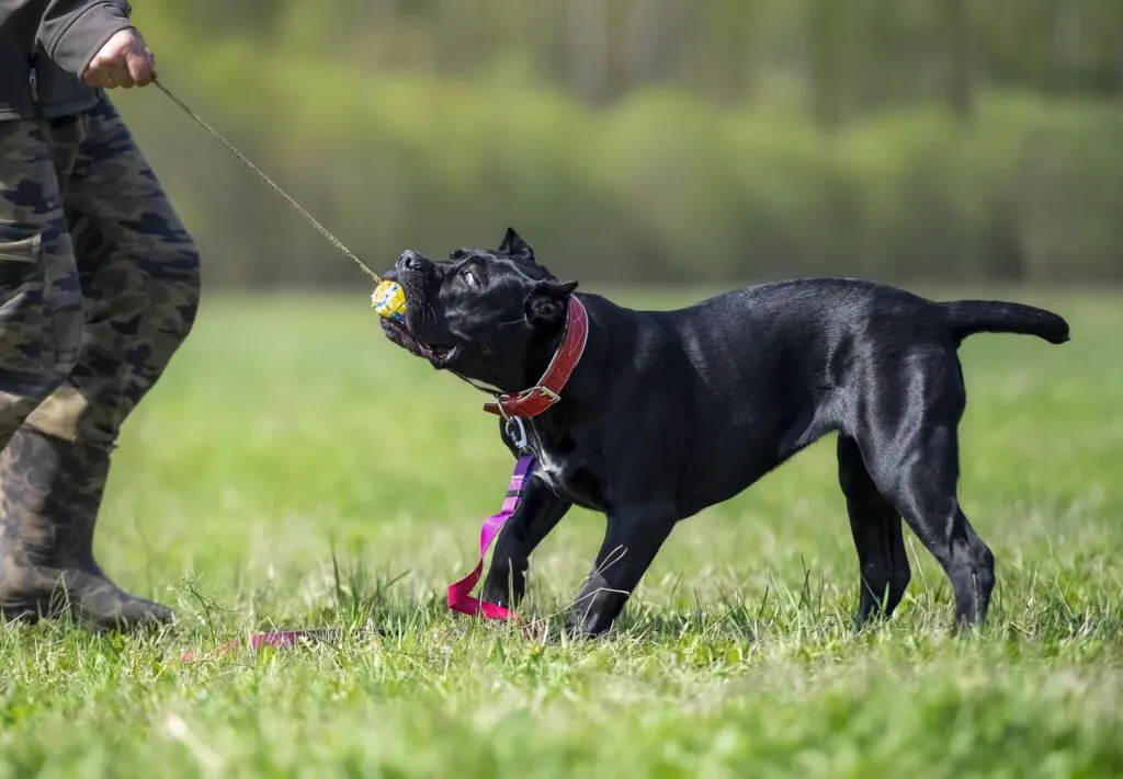 Owner rewarding Cane Corso puppy during positive reinforcement training