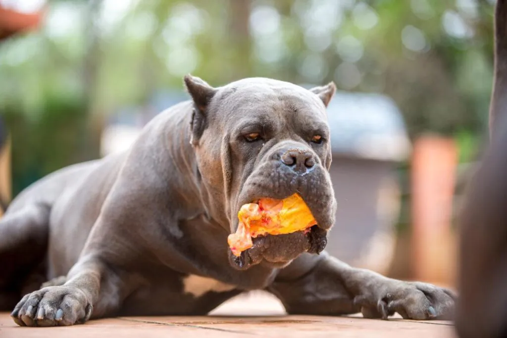 Cane Corso puppy sitting before eating during obedience training