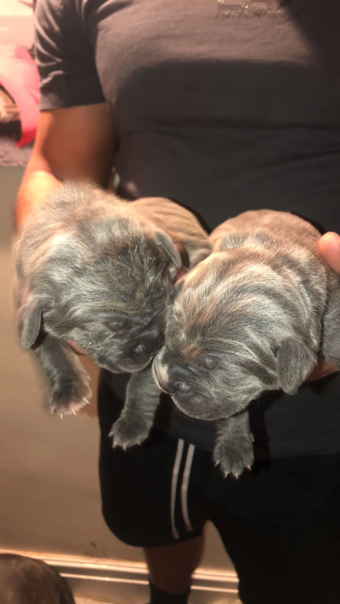 Cane-Corso-Puppies-Alpha-Litter-50