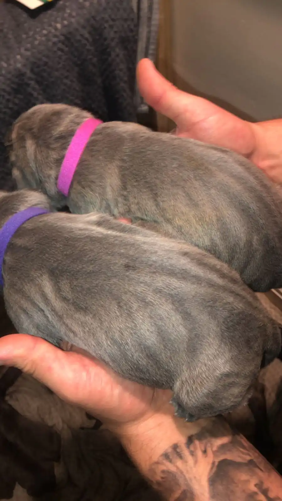 Cane-Corso-Puppies-Alpha-Litter-51