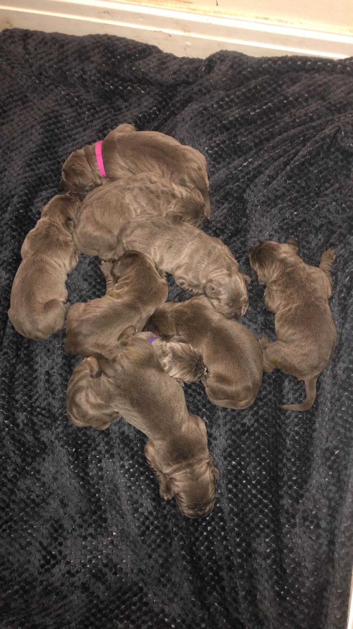 Cane-Corso-Puppies-Alpha-Litter-52
