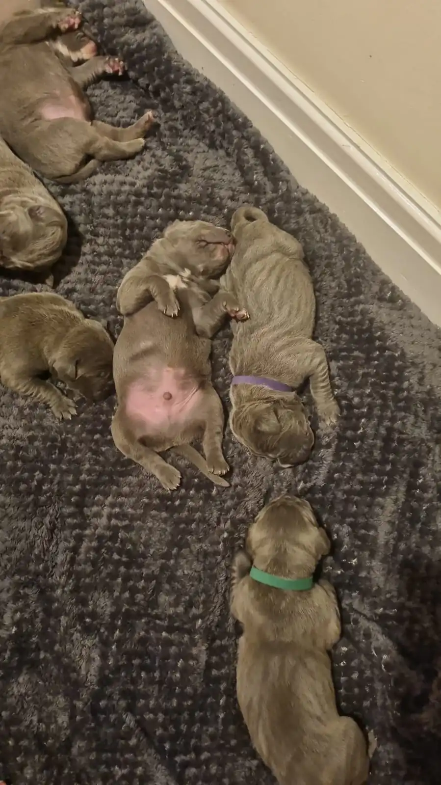 Cane-Corso-Puppies-Alpha-Litter-53