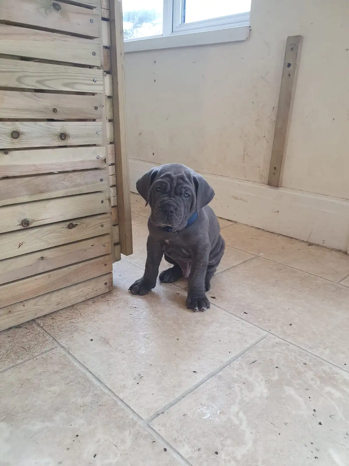 Cane-Corso-Puppies-Alpha-Litter-61
