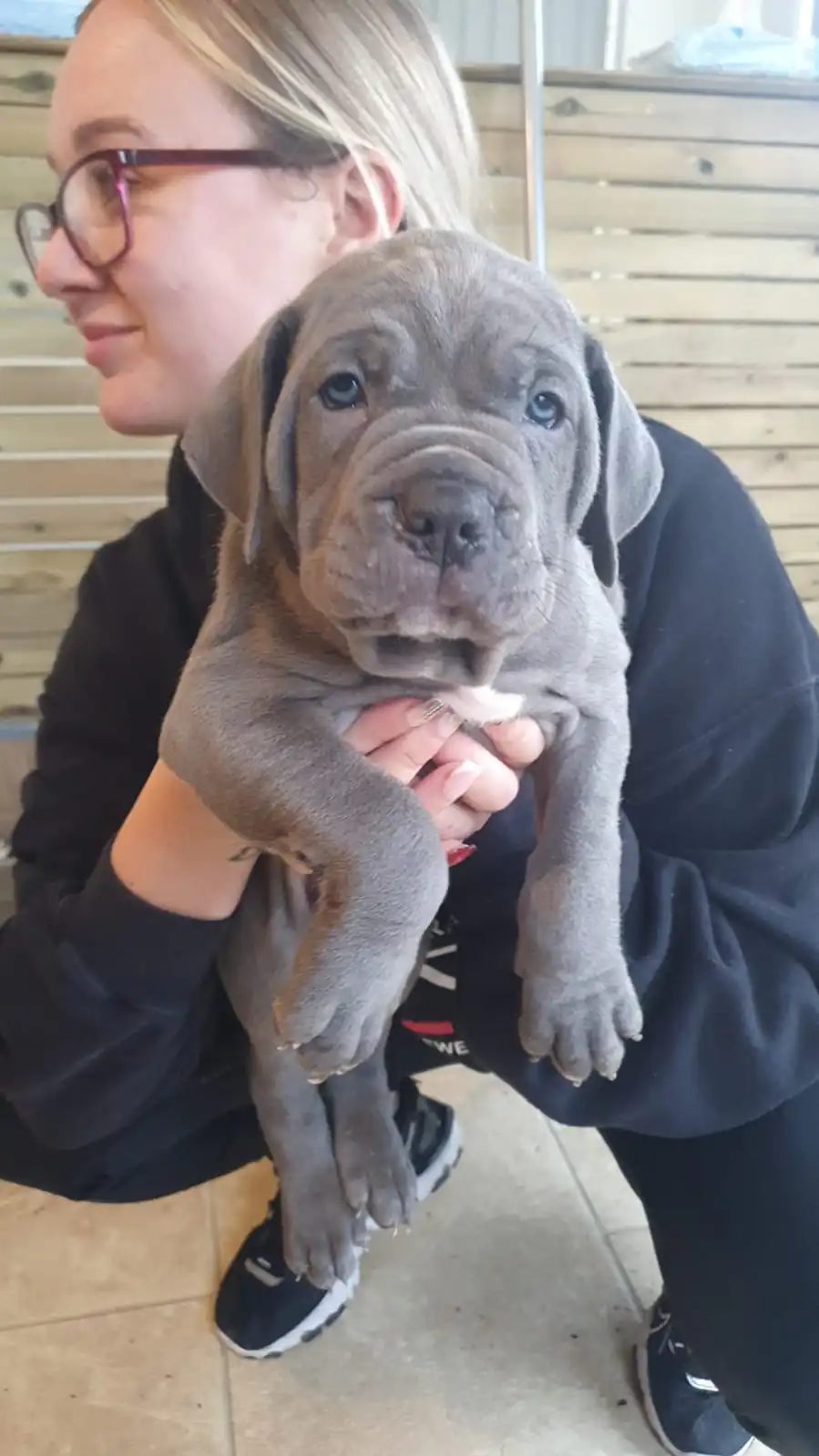 Cane-Corso-Puppies-Alpha-Litter-62