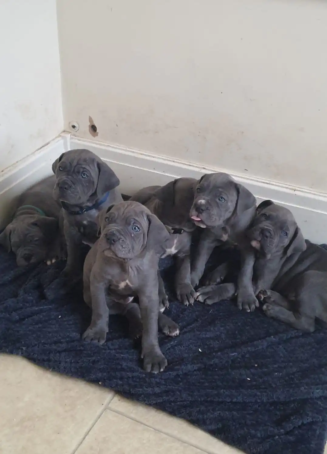 Cane-Corso-Puppies-Alpha-Litter-63