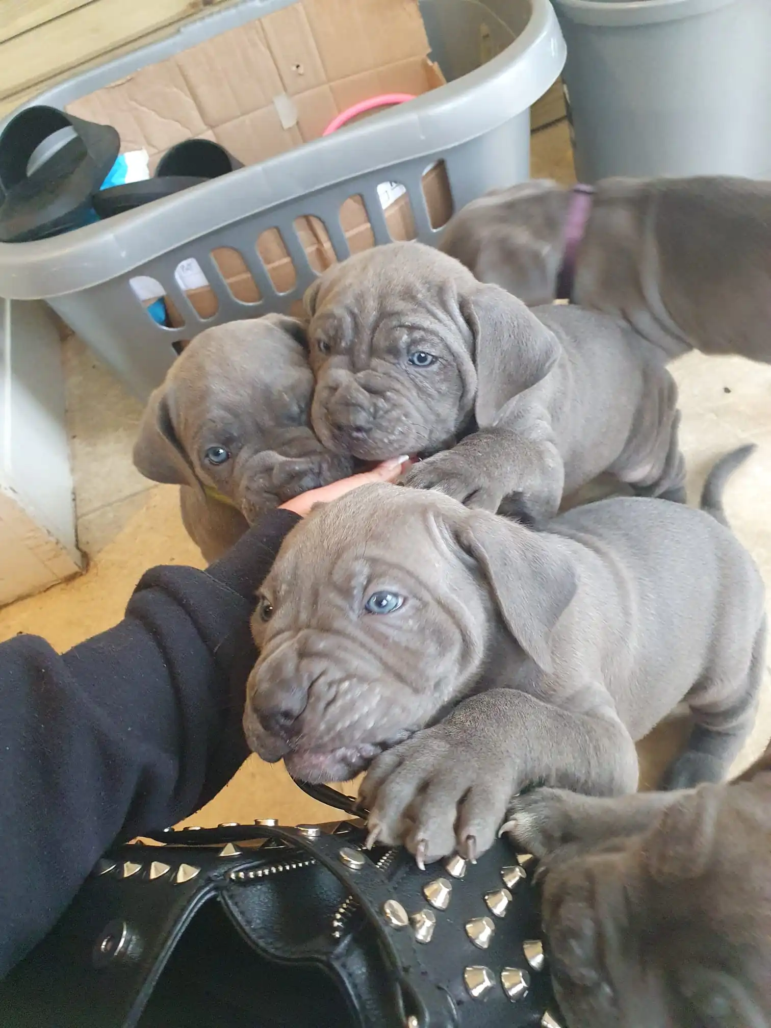 Cane-Corso-Puppies-Alpha-Litter-64