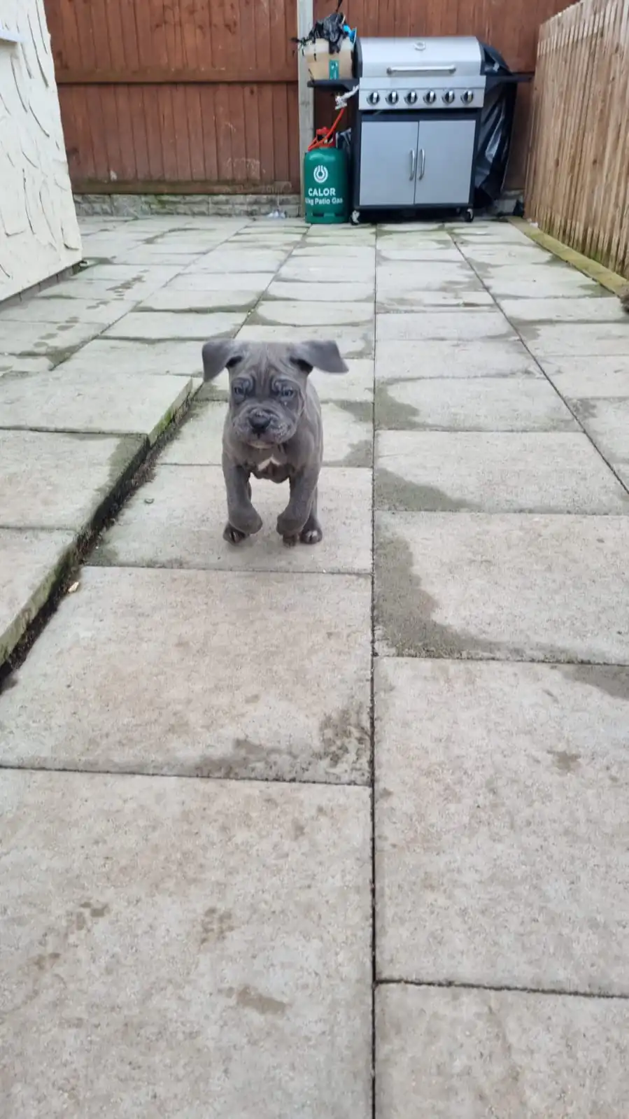 Cane-Corso-Puppies-Alpha-Litter-66