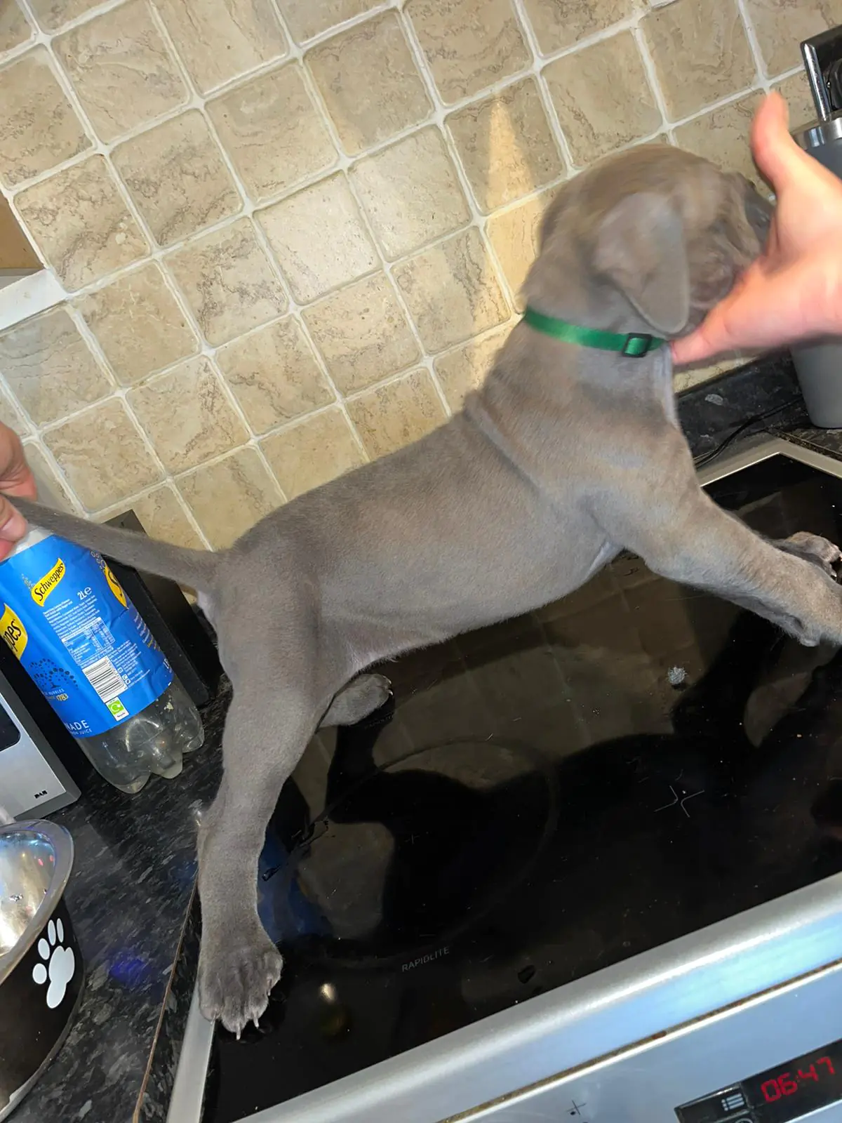 Cane-Corso-Puppies-Alpha-Litter-67