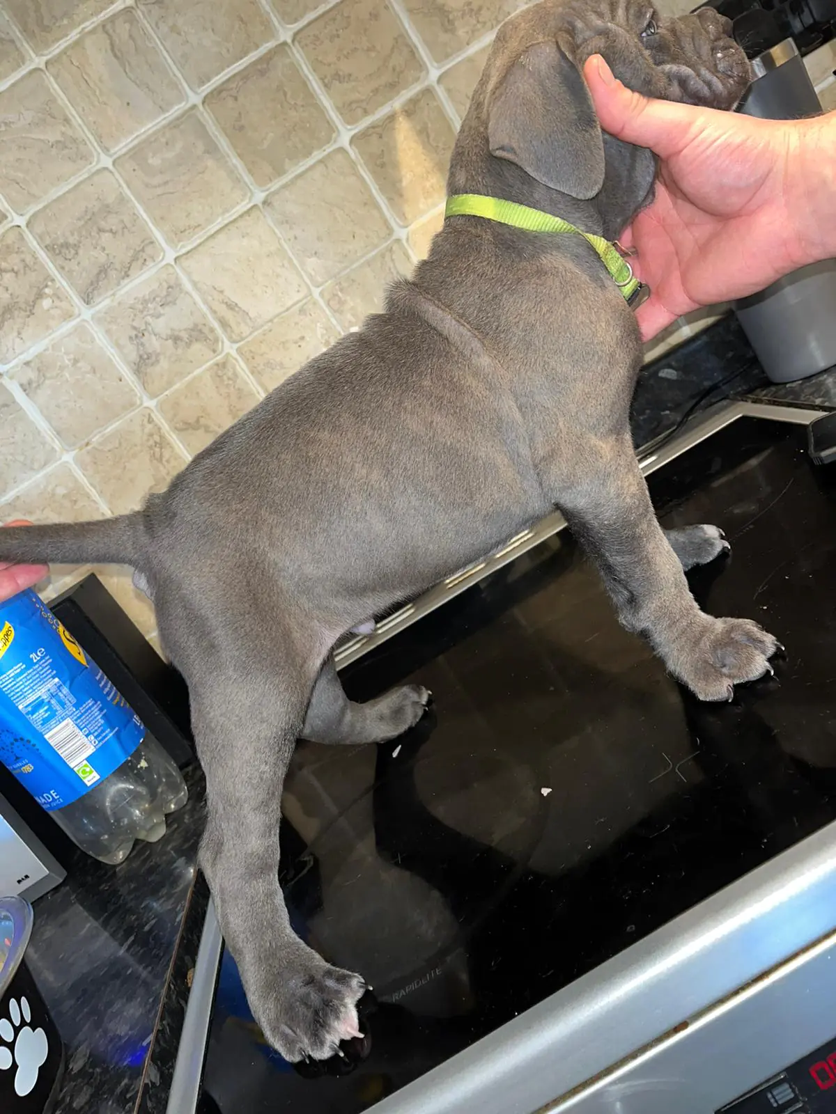 Cane-Corso-Puppies-Alpha-Litter-68